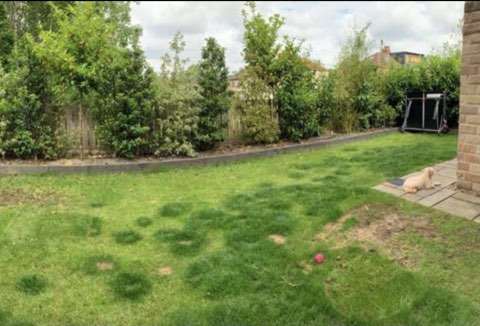 Garden transformation